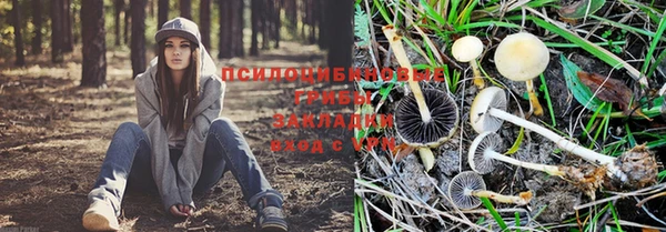гидра Алексин